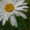 ECTOBIUS VINZI (Blatte des bois et jardins) sur MARGUERITE. Photo prise dans le jardin le 11 juillet. REMI JAYAT